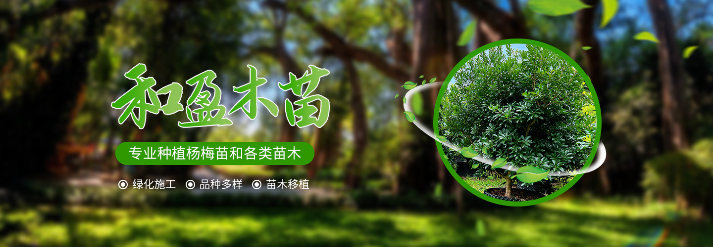 靖州和盈苗木有限公司-靖州縣斷根及移栽楊梅樹(shù)苗、桂花樹(shù)、柚子樹(shù)（黃金貢柚、紅心柚、沙田柚）、黃桃樹(shù)、大五星枇杷樹(shù)、美國(guó)紅楓、紅葉石楠、